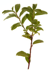 branch of cowberry with green leaves isolated on white background