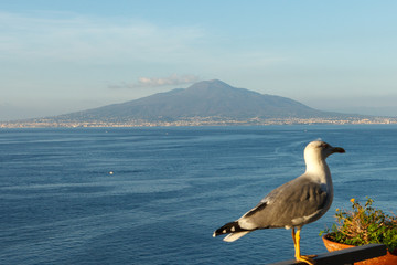 Fototapeta na wymiar View of Golf of Naploes (Golfo di Napoli) with Vesuvius and seagull