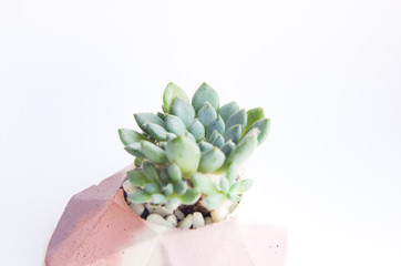 Small succulent in a concrete planter on a white background. A pink pot in the shape of a heart.