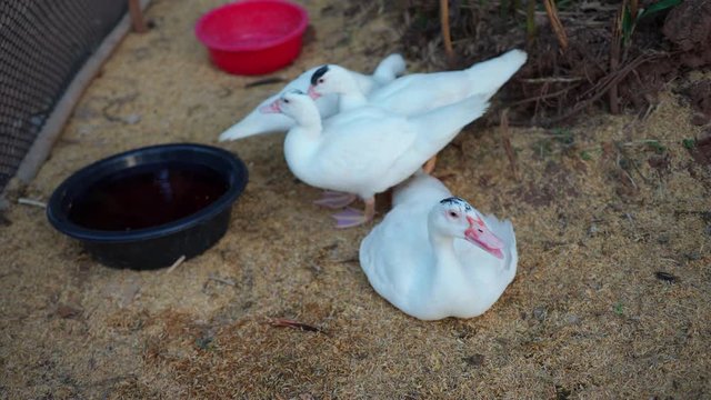  Four white ducks are sitting, relaxing and drinking water happily.