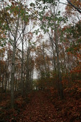 Forêt de la Loire en automne