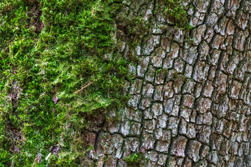 Texture of old cracked bark covered with moss.