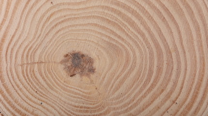 Cross section of tree trunk background and texture