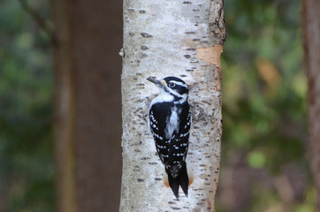 Female Hairy Woodpecker