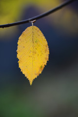 A lonely yellow leaf hangs alone in the autumn on a branch in front of colored background
