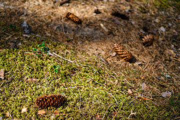 abstract texture from natural materials in wet autumn day