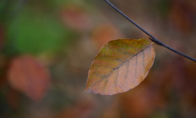 A lonely brown leaf hangs alone in autumn on a branch in front of a brown background