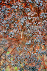 Dry shrub blooms in the fall on a sunny day. Dried flowers in brown tones close-up. View from above