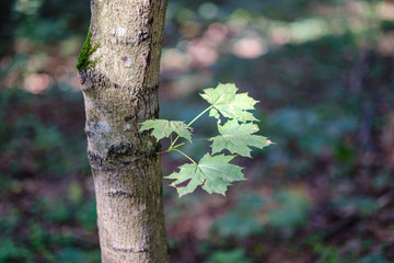 blur background tree leaves in wet autumn. foliage details in nature