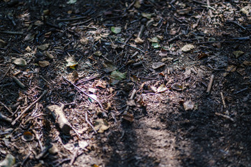 chaotic lush forest detail abstract texture of old and new wood trunks