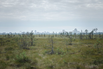 Swampy natural reserve near the city building