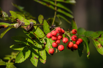 blur background tree leaves in wet autumn. foliage details in nature