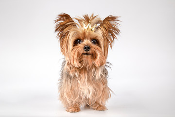 Portrait of dog of breed Yorkshire Terrier with a rubber on the crown-shaped head on white background.