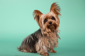 Portrait of beautiful Yorkshire Terrier sitting in profile looking at camera on green background.