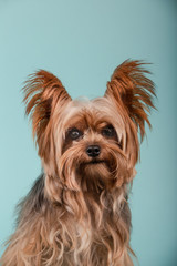 Portrait of beautiful Yorkshire Terrier on blue background. Isolated image