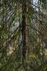 Fototapeta premium spruce tree with cones in autumn