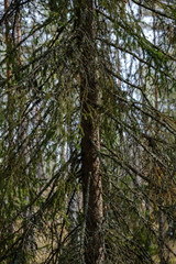 Fototapeta premium spruce tree with cones in autumn