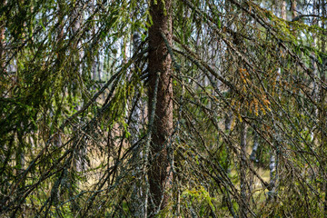 spruce tree with cones in autumn