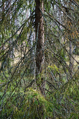 Fototapeta premium spruce tree with cones in autumn
