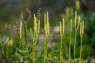 blur background tree leaves in wet autumn. foliage details in nature