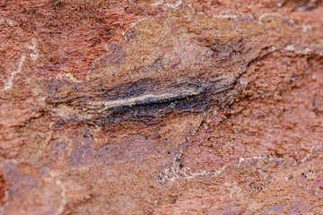 red tree bark abstract close up texture