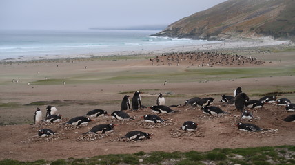 Pinguine am Strand auf Falklandinseln  Suanders Island