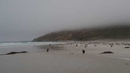 Pinguine am Strand auf Falklandinseln  Suanders Island