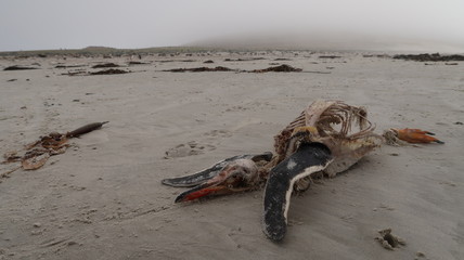 Totes Pinguinskelett am Strand - Falklandinseln Saunders Island
