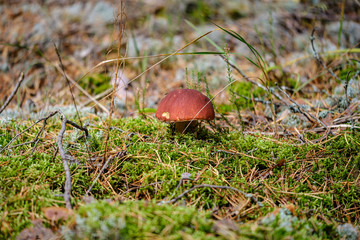 gathering mushrooms in wet autumn forest