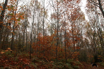 Forêt de la Loire en automne