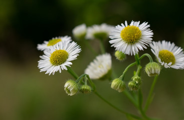 Obraz premium Matricaria beautiful white flowers on dark green background