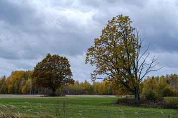 single large tree with no leaves isolated in green countryside meadow