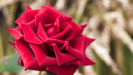 a huge Bud of red, beautiful rose, on the street