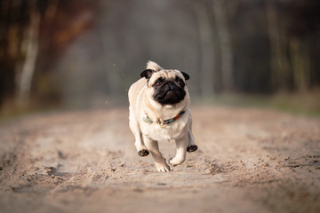 dog in park