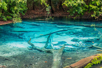 Emerald Pool Krabi rainforest Thailand