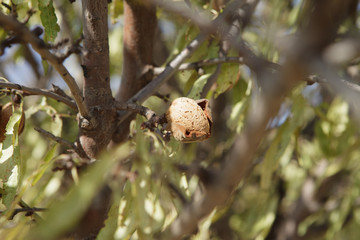 Mature almond nut fruit on the branch