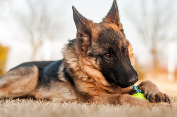 A junior german shepherd dog resting and playing with a ball in a backyard