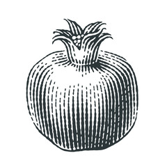 Pomegranate. Hand drawn engraving style illustrations.