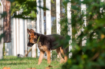 A german shepherd puppy discovering the backyard