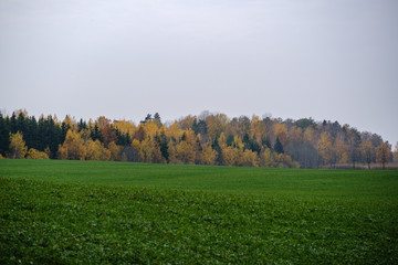 Fototapeta premium countryside fields and meadows in autumn. scenic view