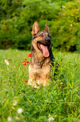 View on a german shepherd dog sitting on the green grass