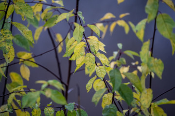 chaotic lush forest detail abstract texture of old and new wood trunks