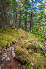 View at Trail in Park in Vancouver, Canada. Mountain and rock background.