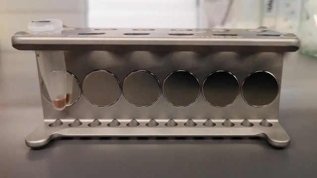 DNA purification with magnetic beads. Tubes in a magnetic rack, laboratory video technique