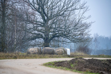 single large tree with no leaves isolated in green countryside meadow