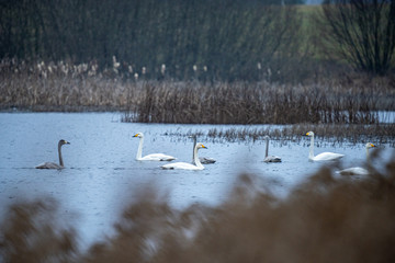 flock of swans swimming in lake before leaving to south
