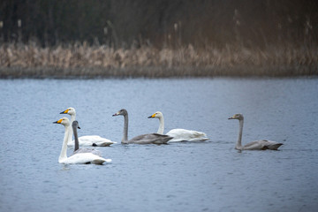 flock of swans swimming in lake before leaving to south