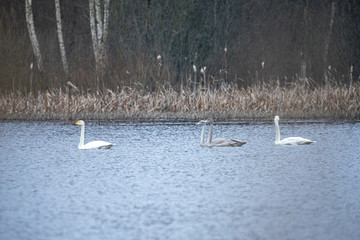 flock of swans swimming in lake before leaving to south
