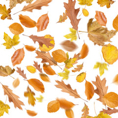 Collection beautiful colorful different autumn leaves, blowing through the air isolated on white background, autumn concept backgrounds, autumn sale, 