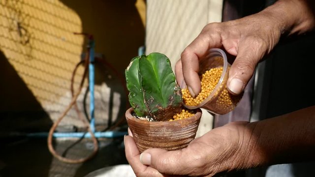 a man takes care a cactus after it have fungus symptom. He use chemical fertilizer on it in wrong way.